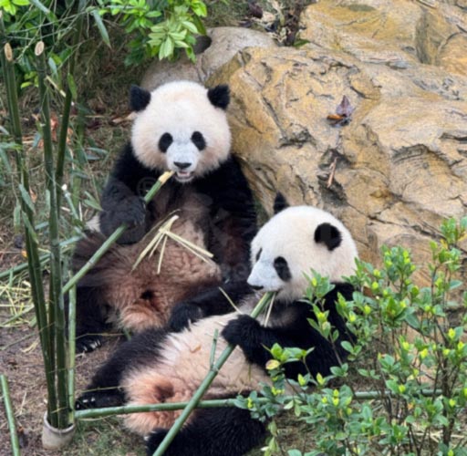 Qingdao-Evergreen-Maritime-Treats-Team-to-Unforgettable-Chengdu-Getaway